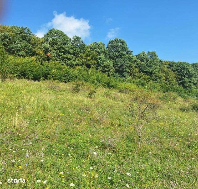 Teren in Chinteni langa padure 1425mp front 70ml - Imagine principală: 5/6