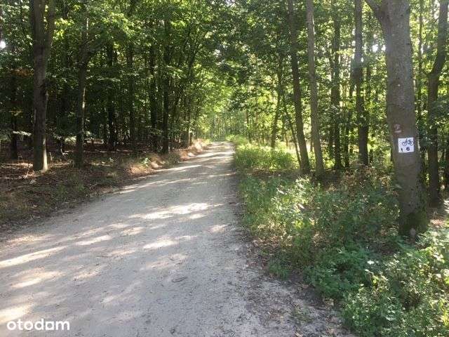 Działka przy domach i lini lasu - Pełny obrazek: 5/6