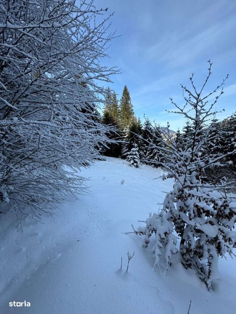 Teren Cioplea Predeal - Imagine principală: 5/7