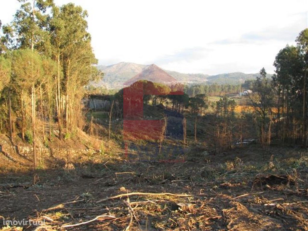 Terreno em floresta produção, Lanhas