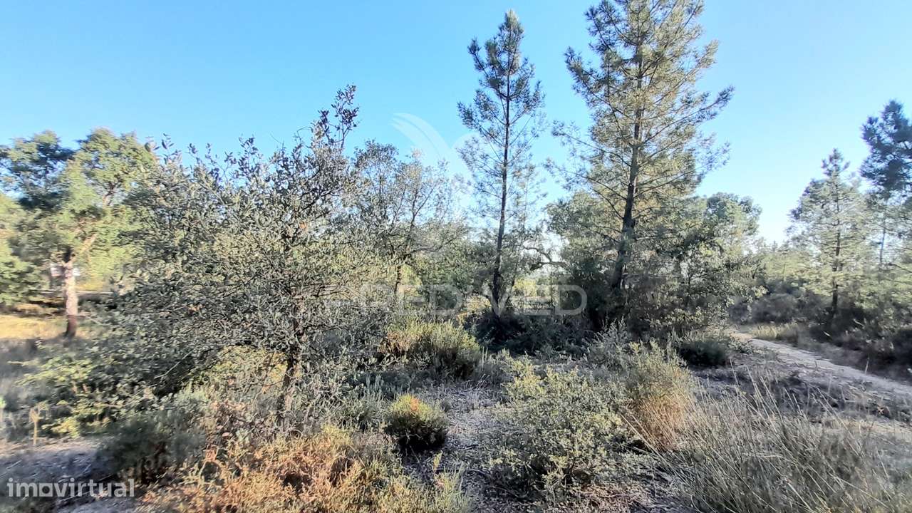 Terreno 3,92 ha Sarzedas - Grande imagem: 2/29