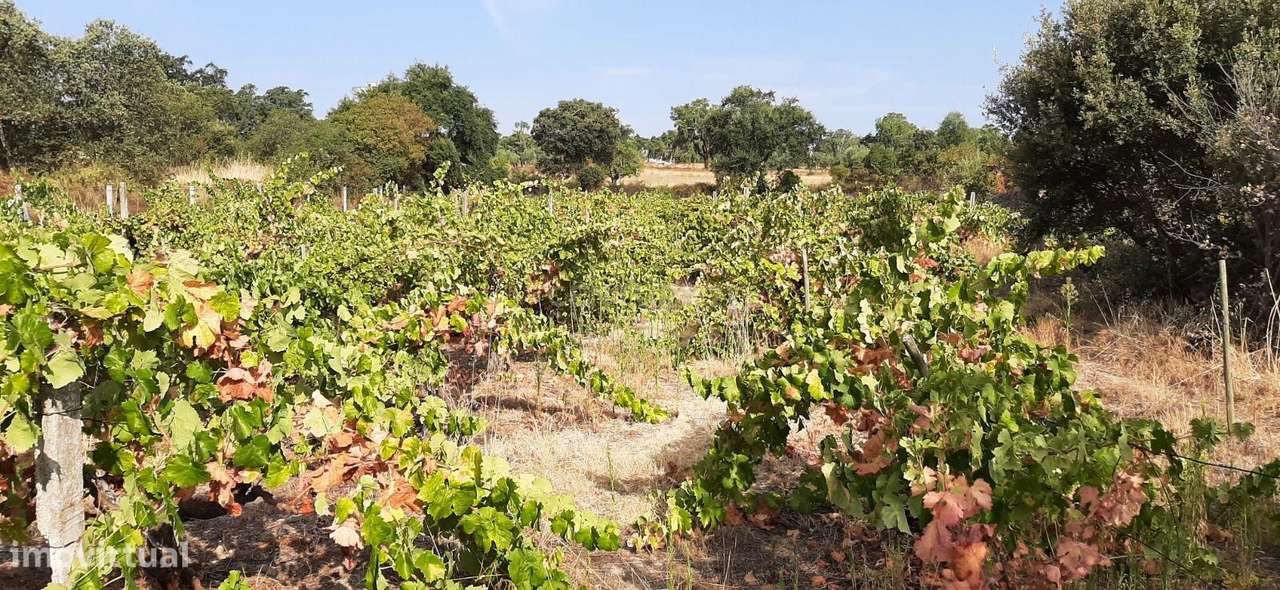 Terreno Rústico na Lousa, Castelo Branco-7