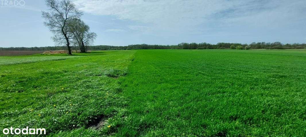 Gospodarstwo 5,72 ha Góraj gm. Babiak-7