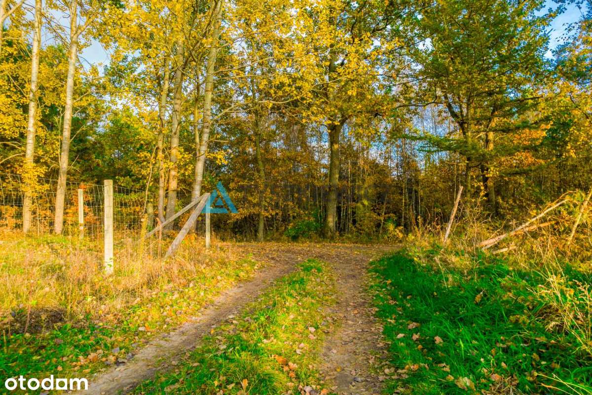 Działka położona w sąsiedztwie lasów i jeziora - Pełny obrazek: 2/15