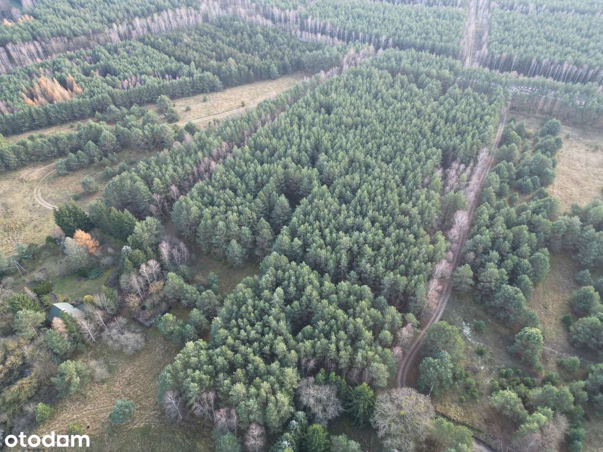 Działka na sprzedaż – Małe Jarki, koło Cierpic, niedaleko Torunia-6
