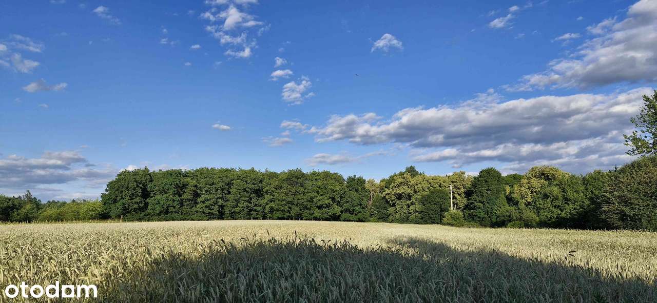 Działka budowlana pod lasem Kędzierzyn-Koźle ul. Czeremchowa/Wandy - Pełny obrazek: 5/7