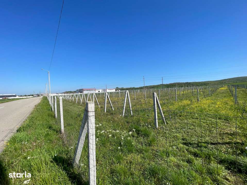 Teren intravilan agricol 6215mp cu utilitati in Racari, jud. Dolj - Imagine principală: 2/4