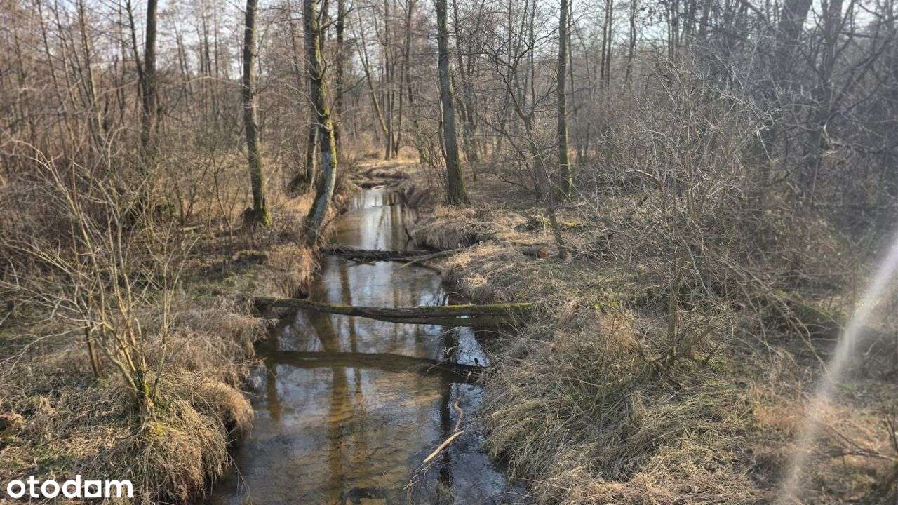 Urokliwa okolica czysty leśny klimat blisko miasta-7