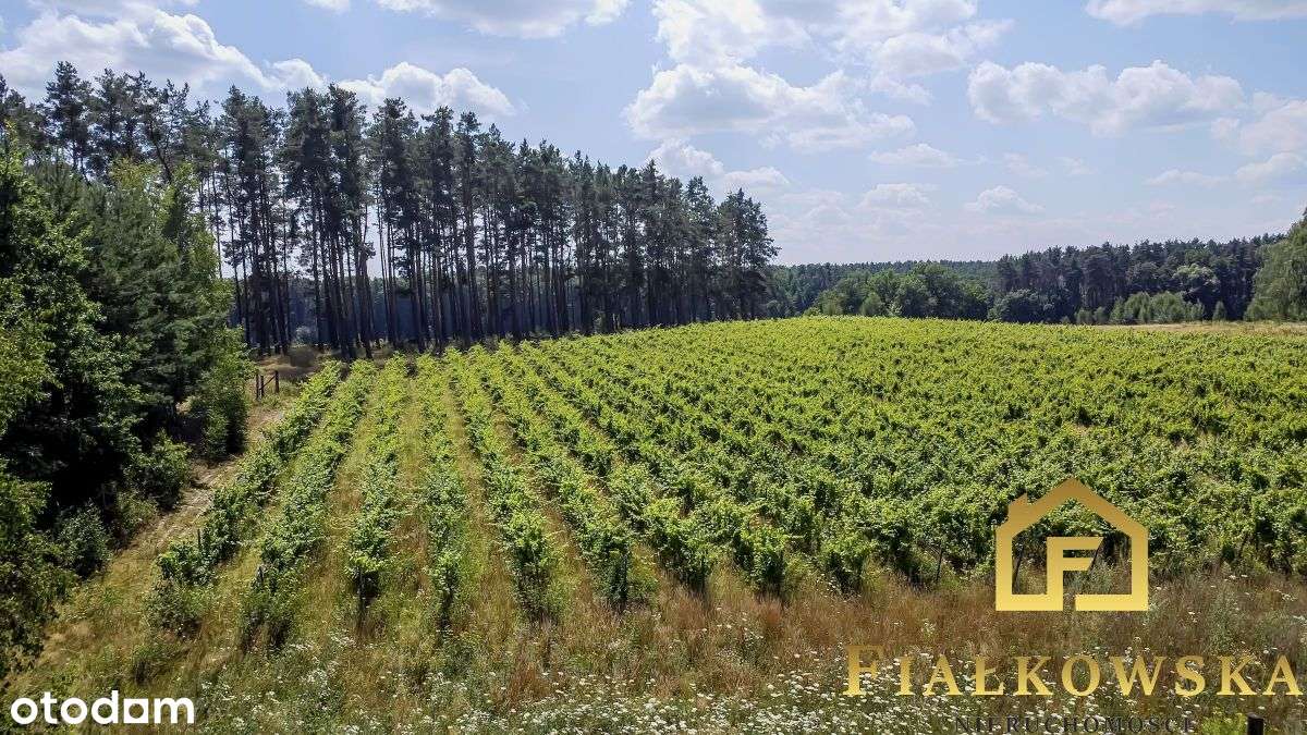 Działka rolna z istniejącą winnicą - Łaz-12