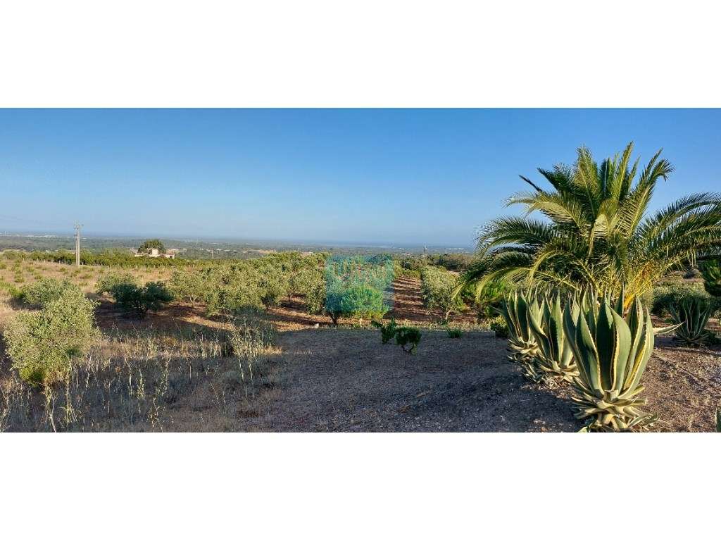 MOINHO - Grande imagem: 5/30