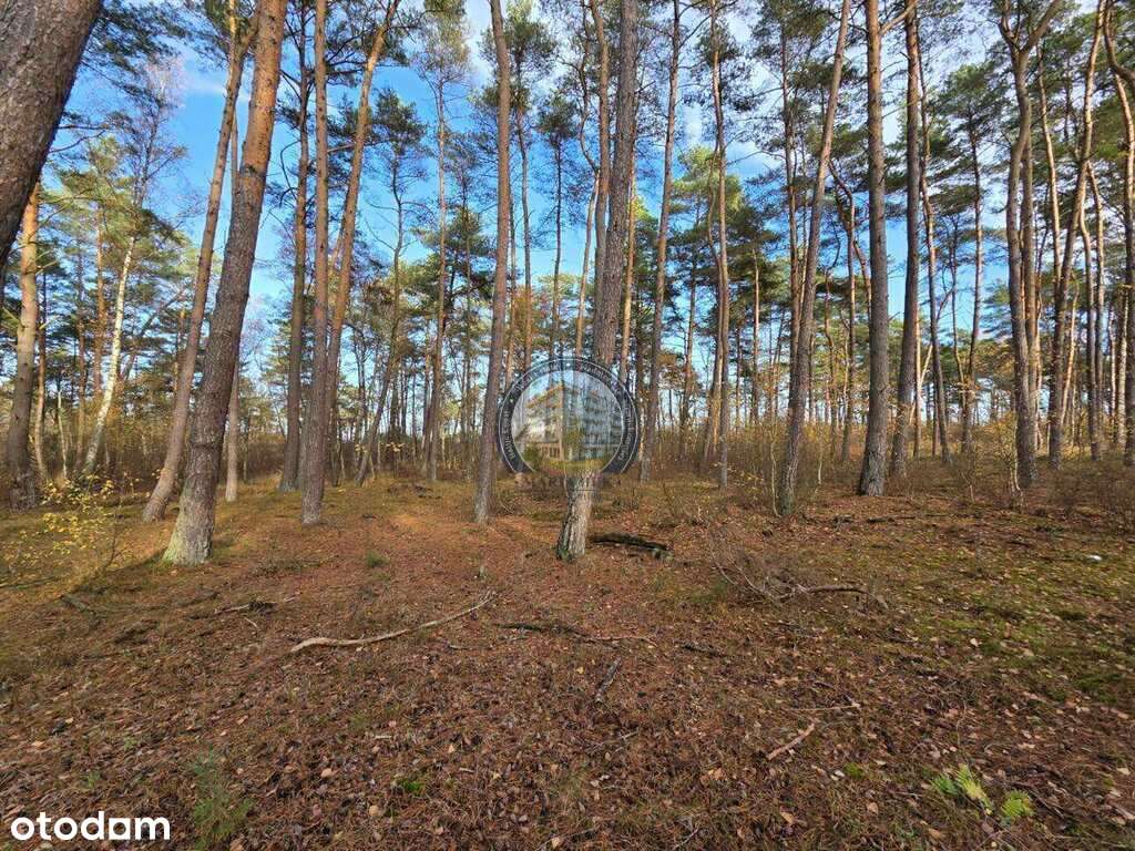 Działka w lesie, pod dom 900 m od plaży-6