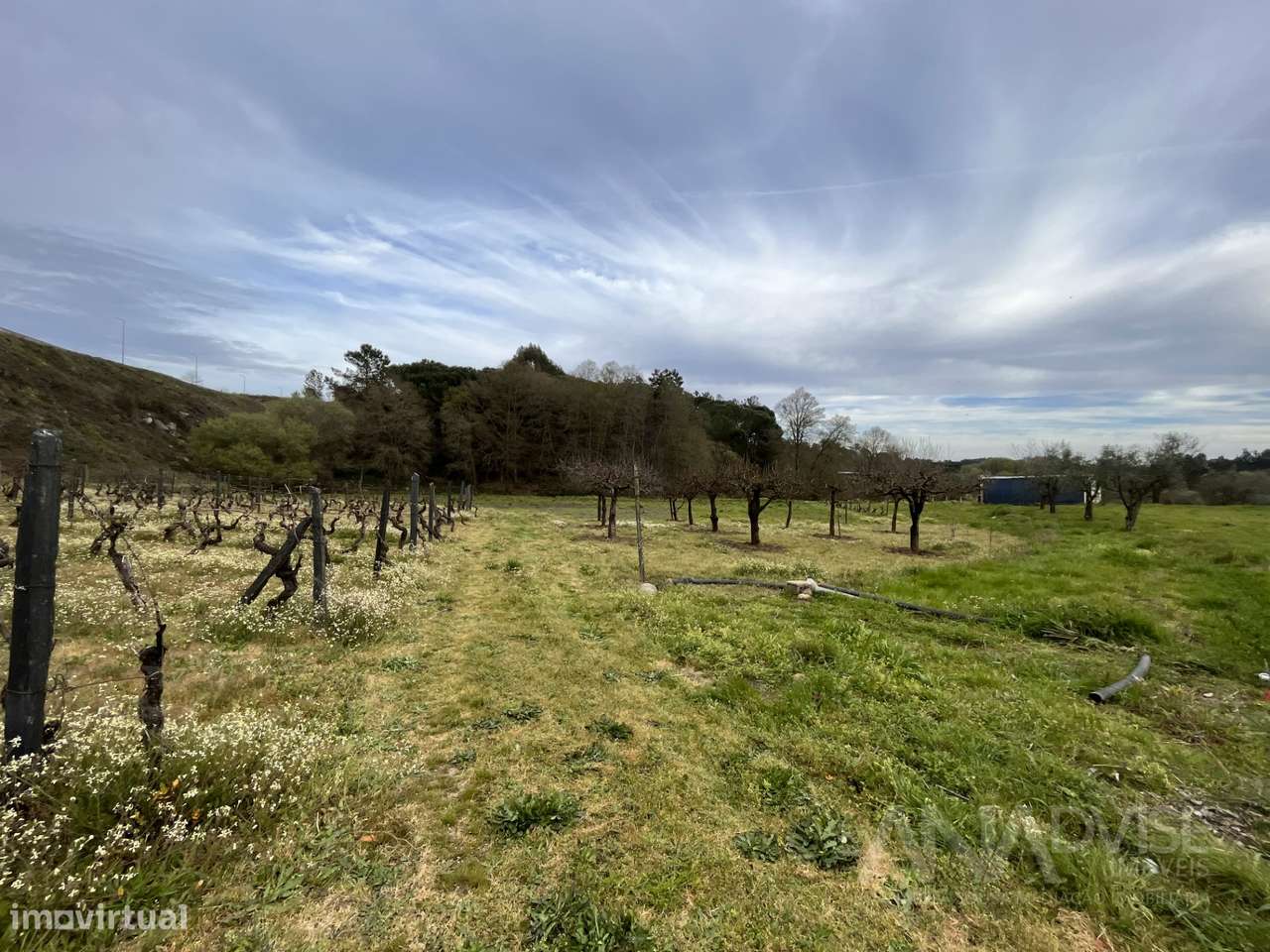 Terreno Rústico  Venda em Repeses e São Salvador,Viseu - Grande imagem: 5/9