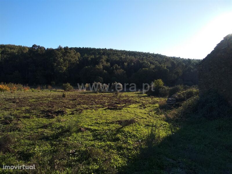 Terreno com ruina / Fundão, Enxames