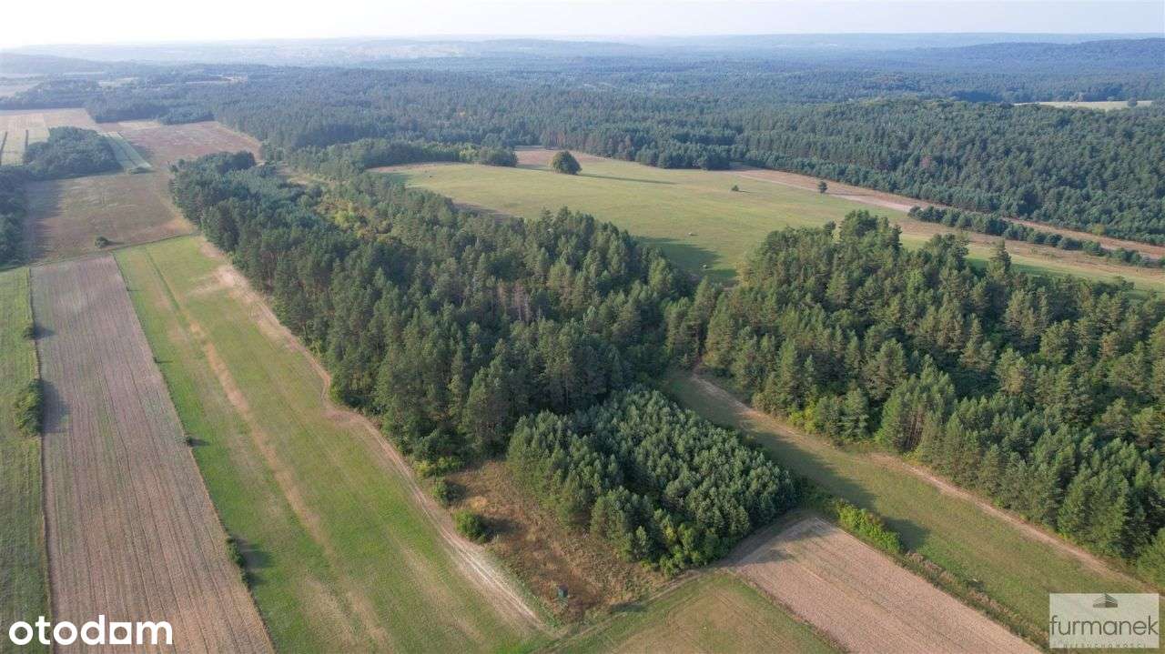 Działki porośnięte lasem sosnowym na Roztoczu - Pełny obrazek: 5/13