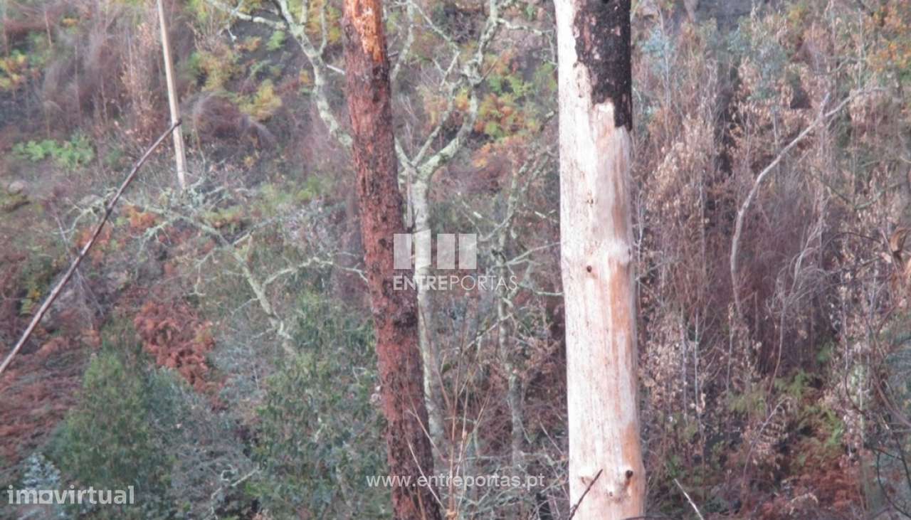 Venda Terreno,São Simão, Amarante - Grande imagem: 2/12