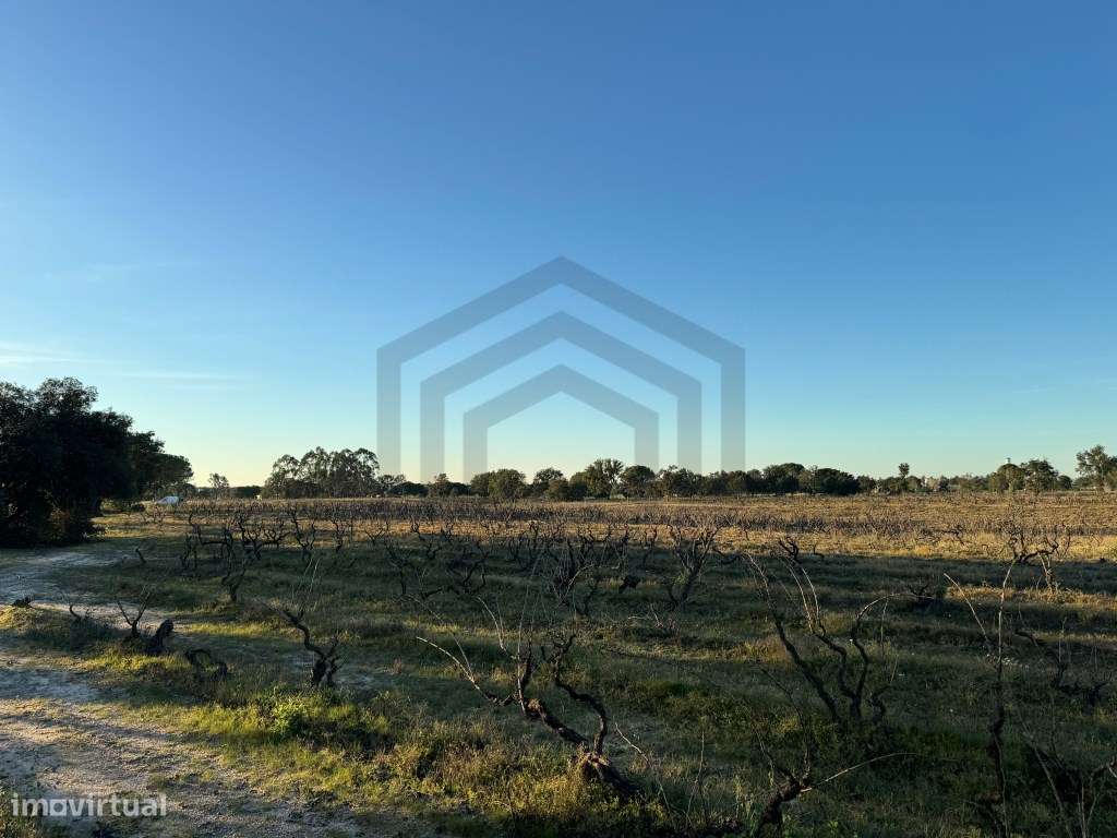 Terreno com 50.000m2 Rústico, possível construir moradia, em Pegões-12