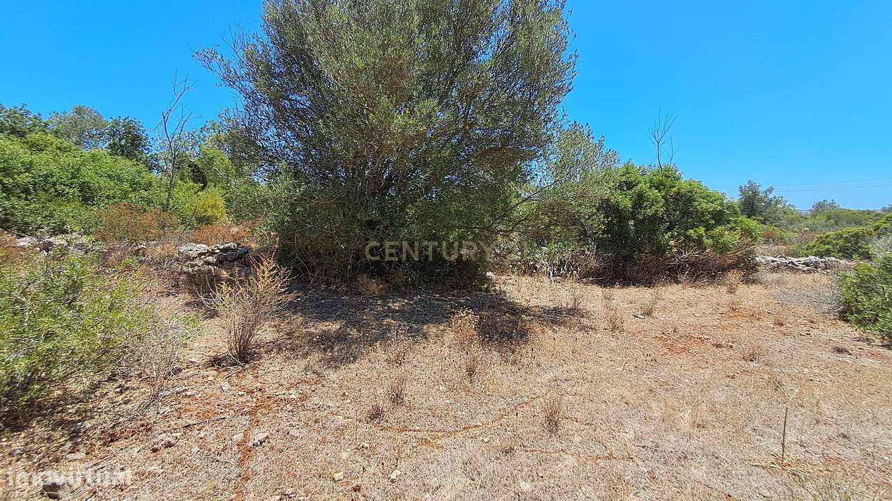 Terreno com 9.135 m² em Boliqueime-19