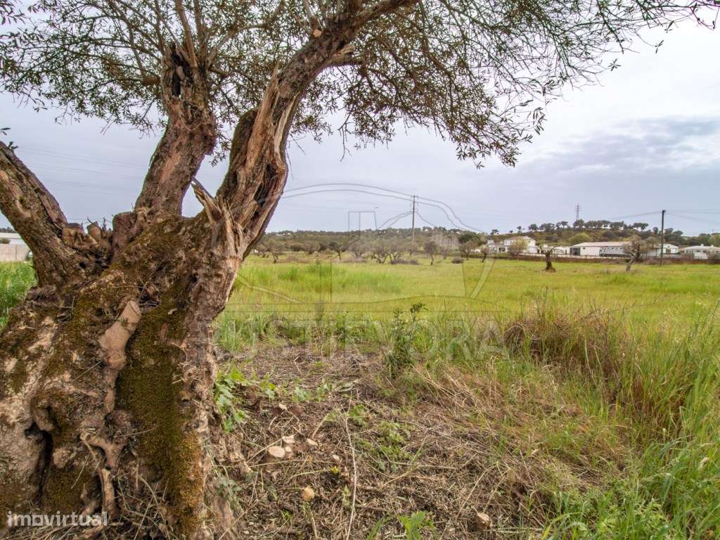 Quinta | Évora | Alentejo - Grande imagem: 5/22