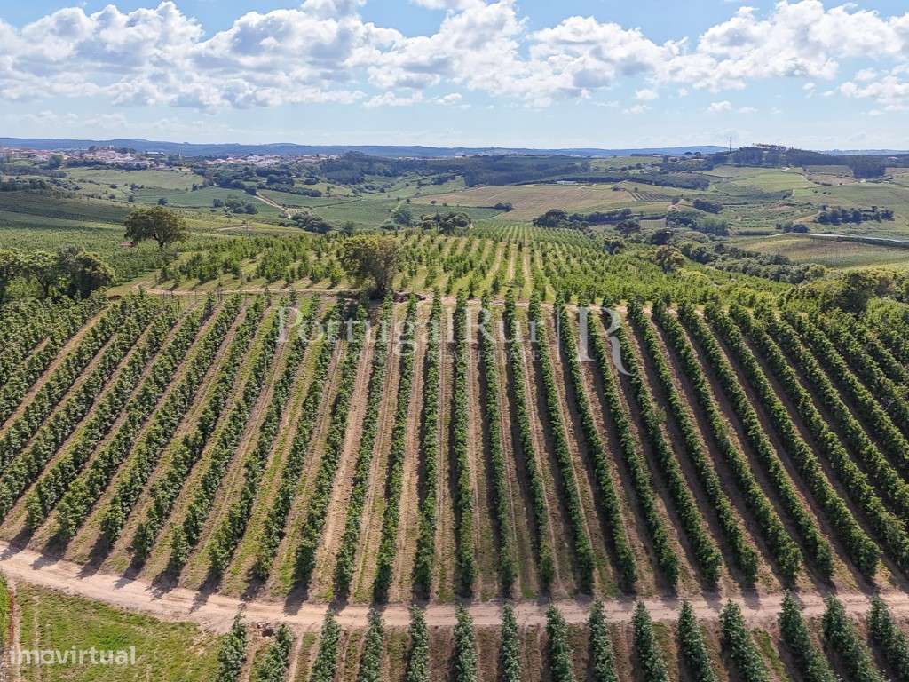 Exploração Agrícola com 37 ha e produção de Pera Rocha no Cadaval-39