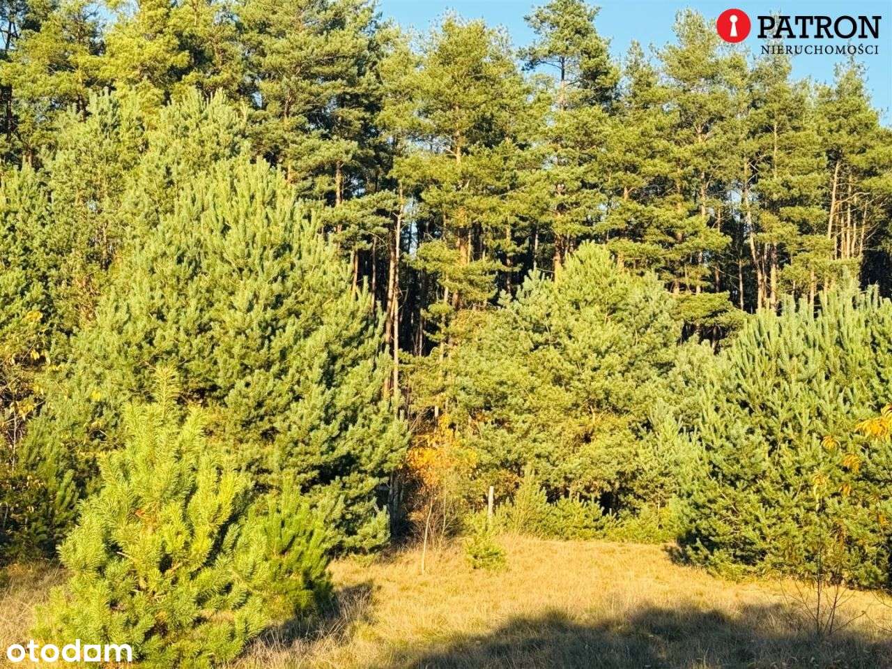 Sprzedam działkę o pow. 2 438 m² w Rurzycy-6