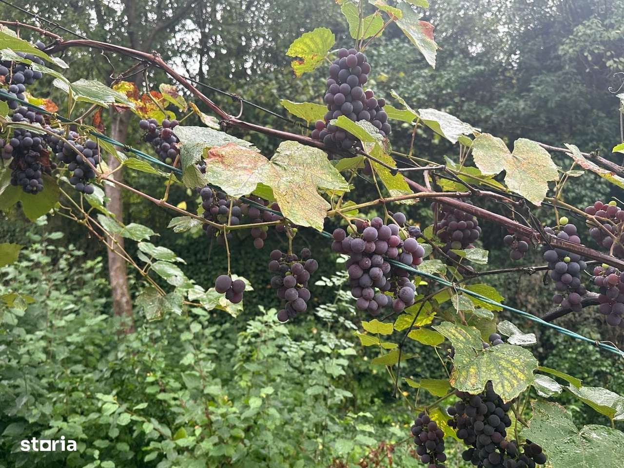 De vanzare teren 2100 mp Dej central - Imagine principală: 4/6