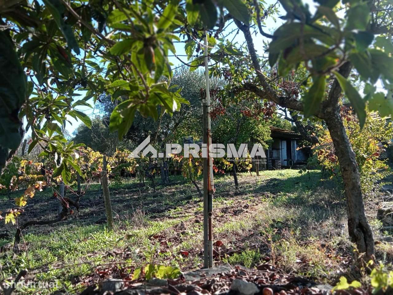 Quintinha para venda com construção rural para venda em Escalos de Bai - Grande imagem: 4/36