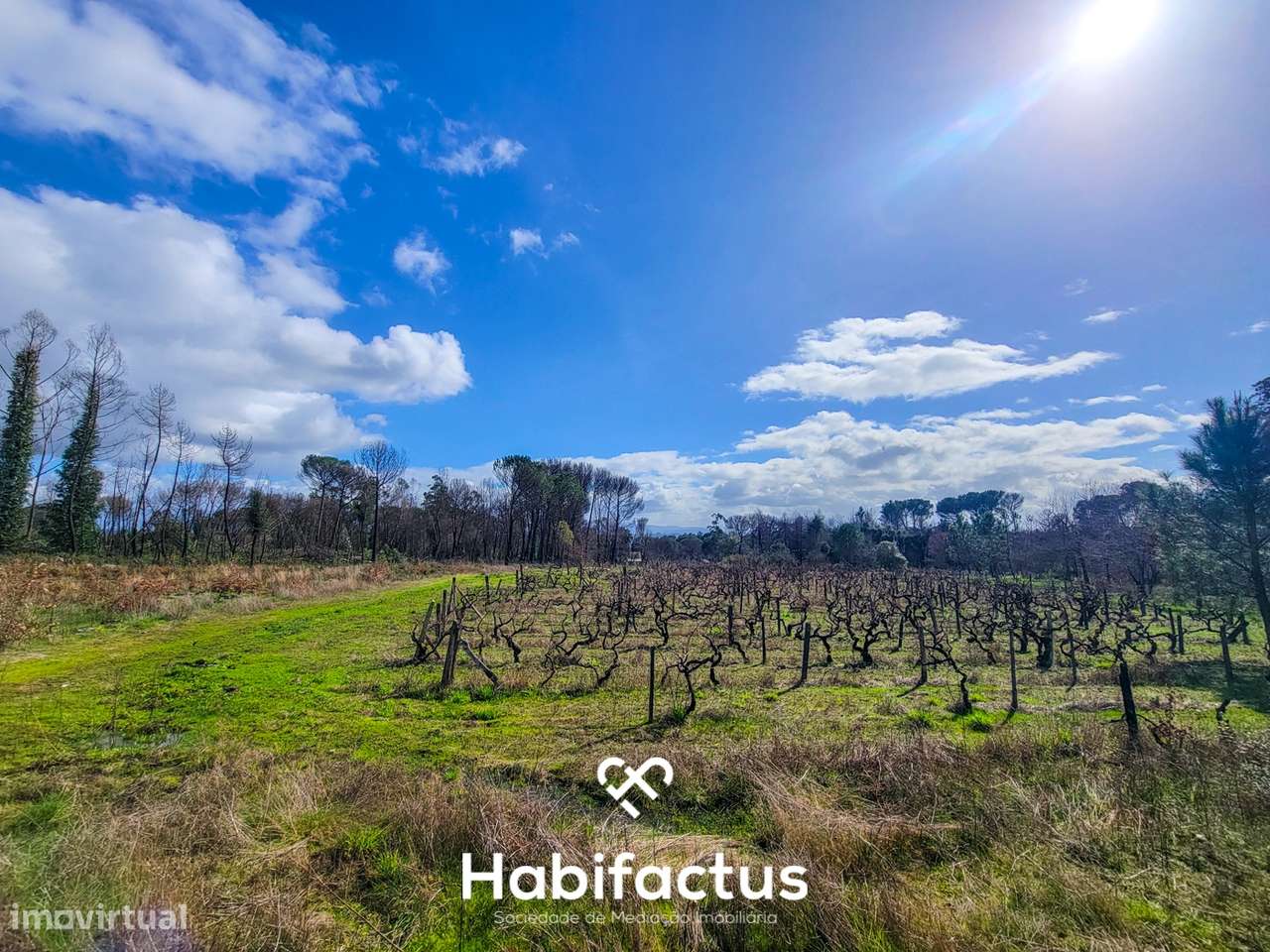 Terreno Rústico com 16.800 m², Vinhas, Árvores de Fruto e 3 Poços de Á - Grande imagem: 4/16