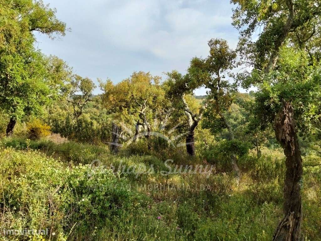 Terreno Misto para construção de Habitação ou Turismo - Melides-9