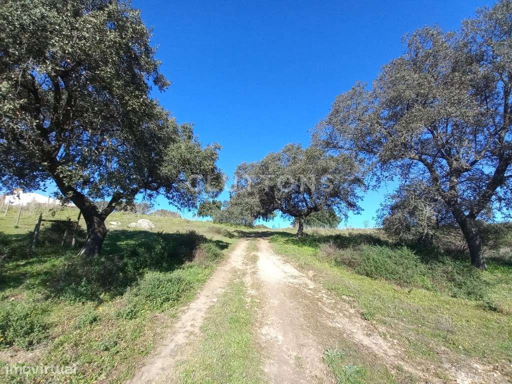 Terreno - Quinta, Investimento, 12 hectares e 844 m2 edificados, Évora-11