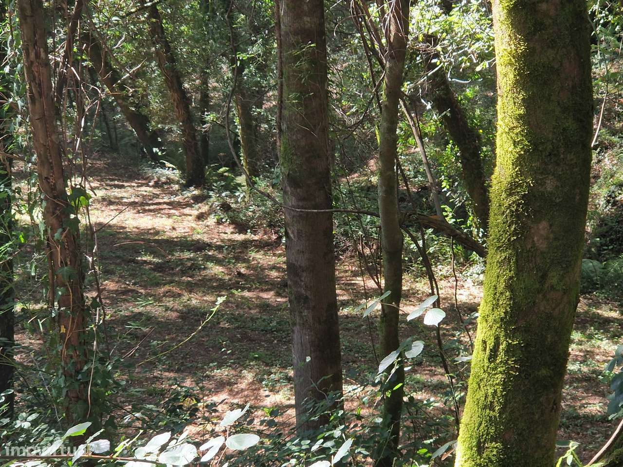 Terreno  Venda em Mosteiro,Vieira do Minho - Grande imagem: 2/21