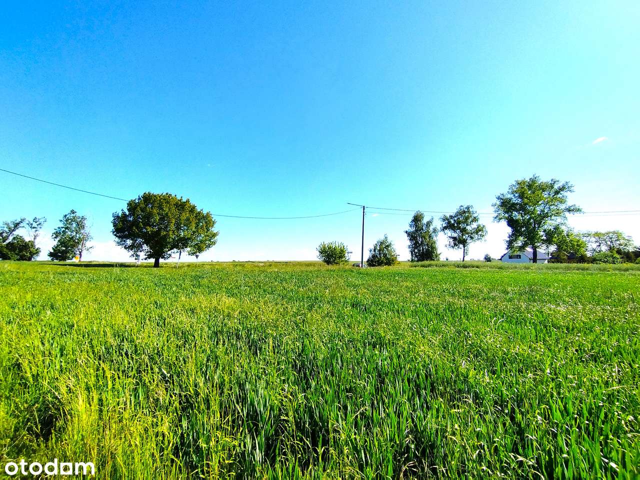 Świetna DZIAŁKA media*przy asfalcie*3 km Chojnów*GOŁOCIN - Pełny obrazek: 5/17