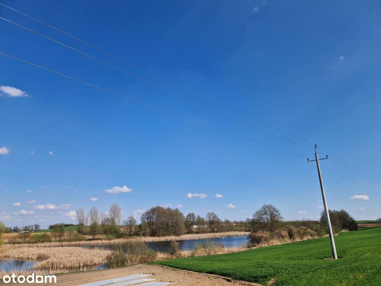 Staw - działka rolna 5,24 ha z pięknym stawem - Pełny obrazek: 4/4
