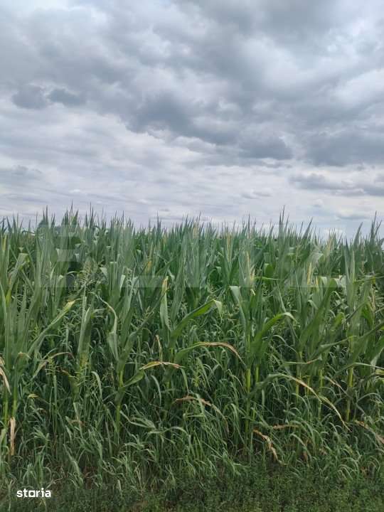 Teren extravilan, 3500mp, Radauti - Imagine principală: 2/2