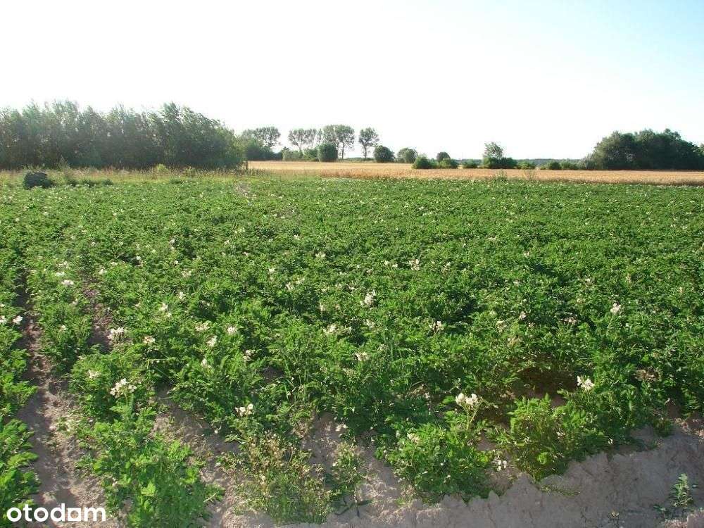 Grzebienisko - ostatnie działki ze wszystkimi mediami !!!-3