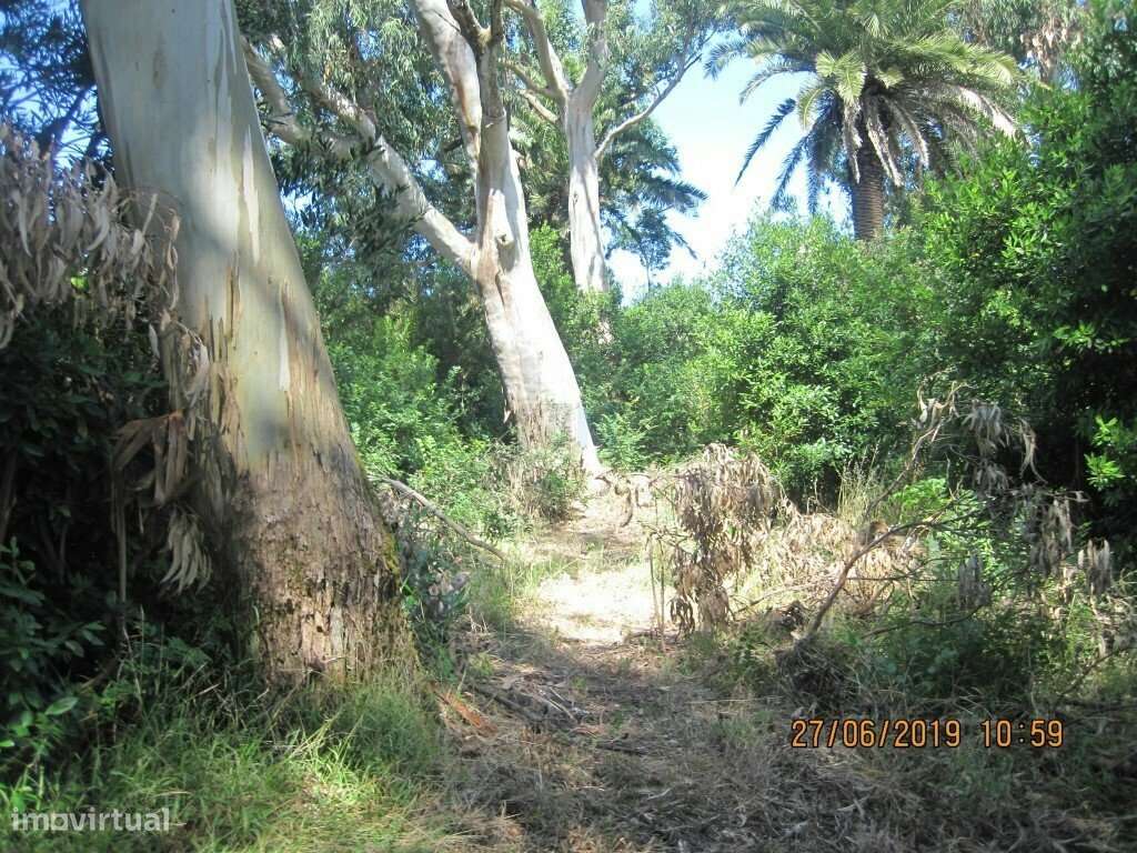 Terreno  c/ 10.000 M2 na Figueira da Foz-23