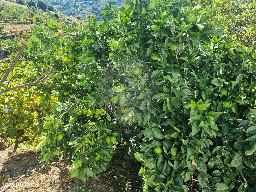 Quinta  para venda-28