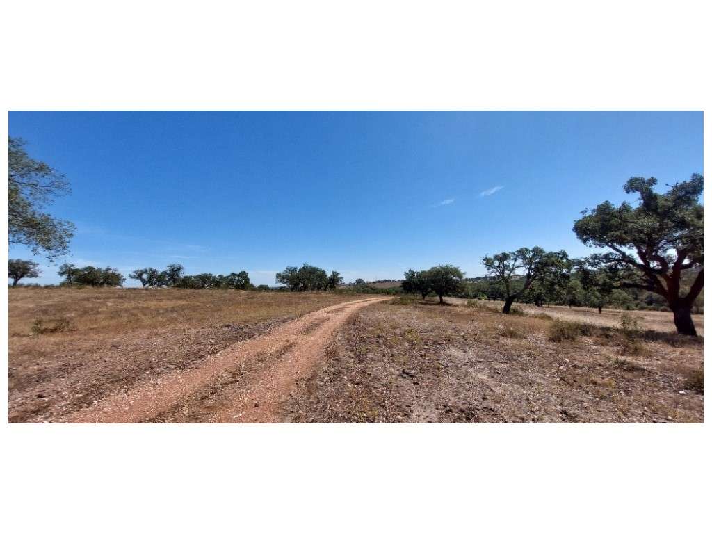 HERDADE 92 ha l Colos-45