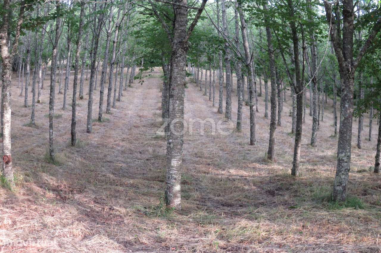 Moradia, 580 m², Nogueira do Cravo - Grande imagem: 5/29