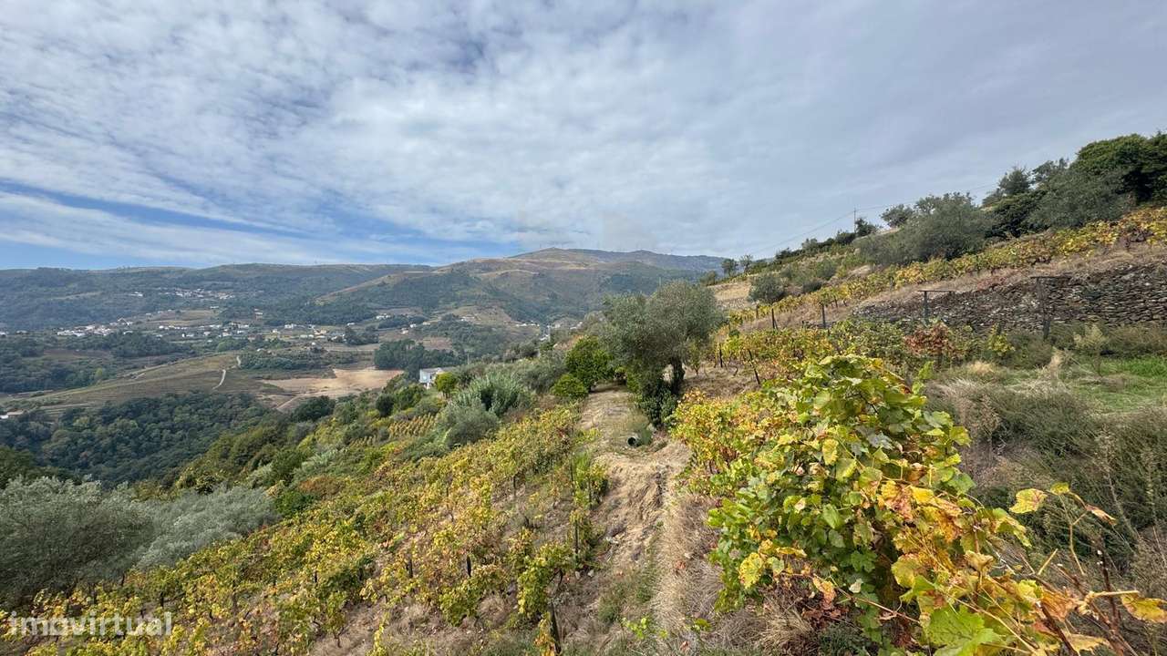 Quinta do Prado em Moura Morta, Régua-22
