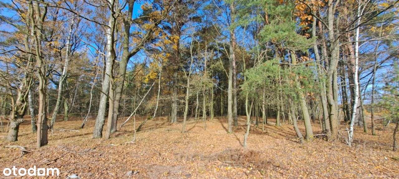 Działka budowlana 1,6 ha z Mpzp - Nowomłyny - Pełny obrazek: 4/11