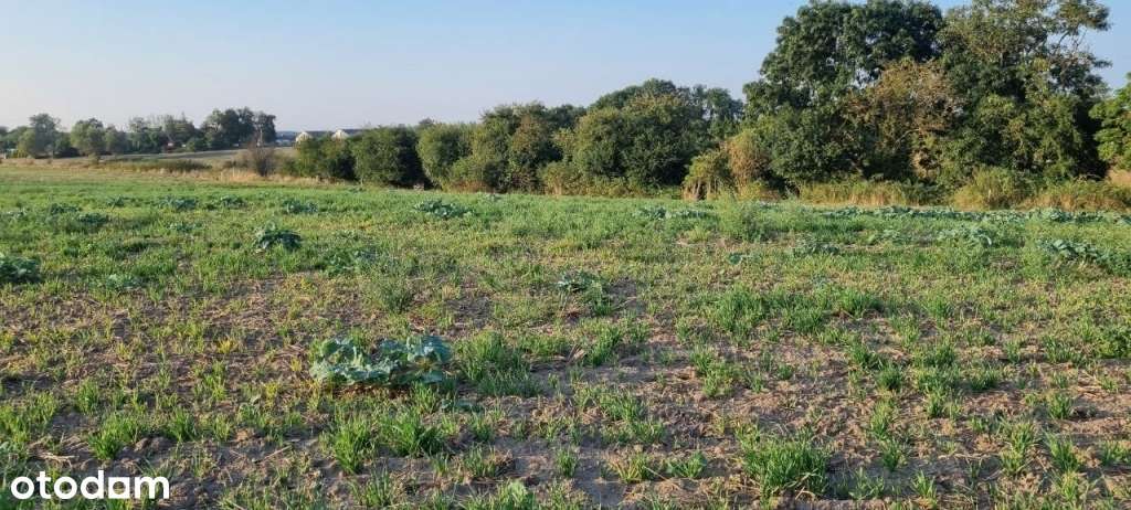 TRZCIELIN działki budowlane PCC-0% - Pełny obrazek: 5/9