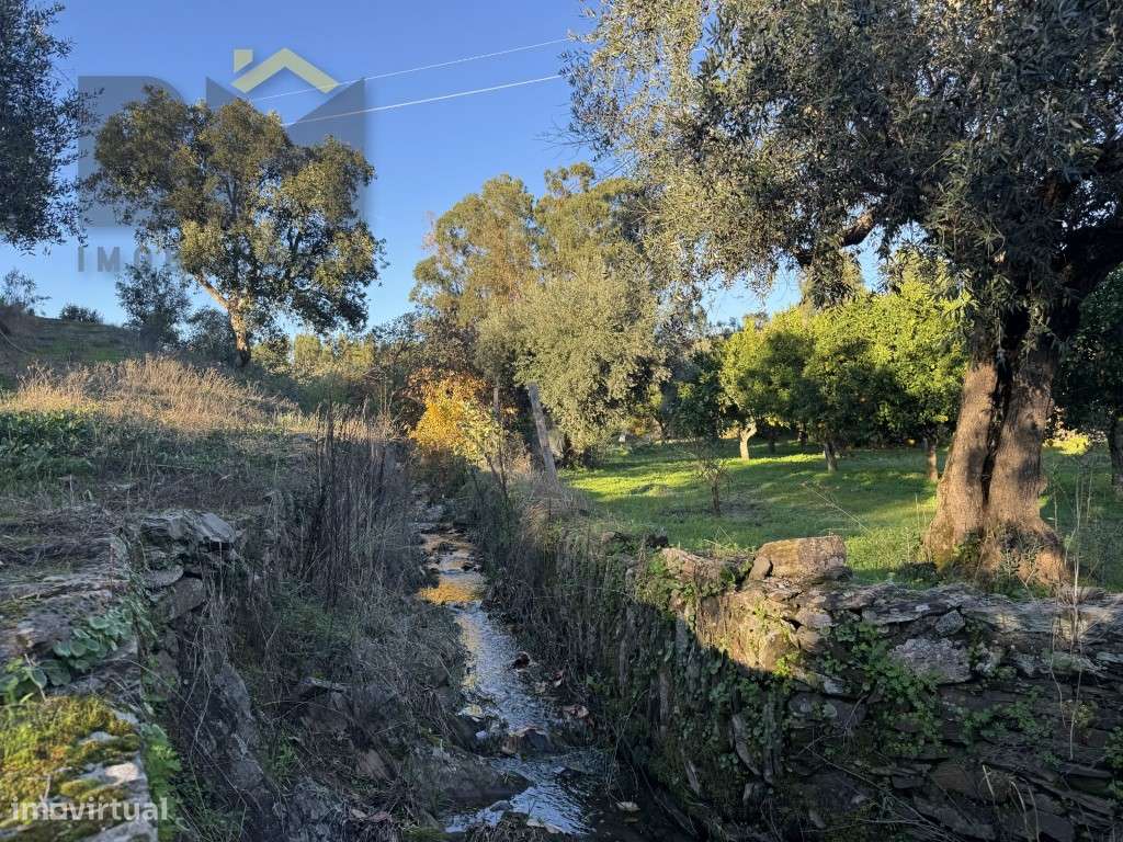 Quinta do Canavial - Aldeia da Mata - Grande imagem: 4/27