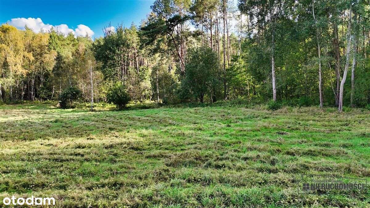 Pod Lasem Ok. 300 M Od Jeziora Pile - Dąbrowica --13