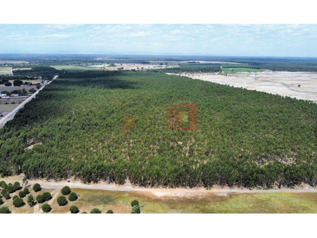 TERRENO 132.5HA FAIAS, MONTIJO - Grande imagem: 5/7