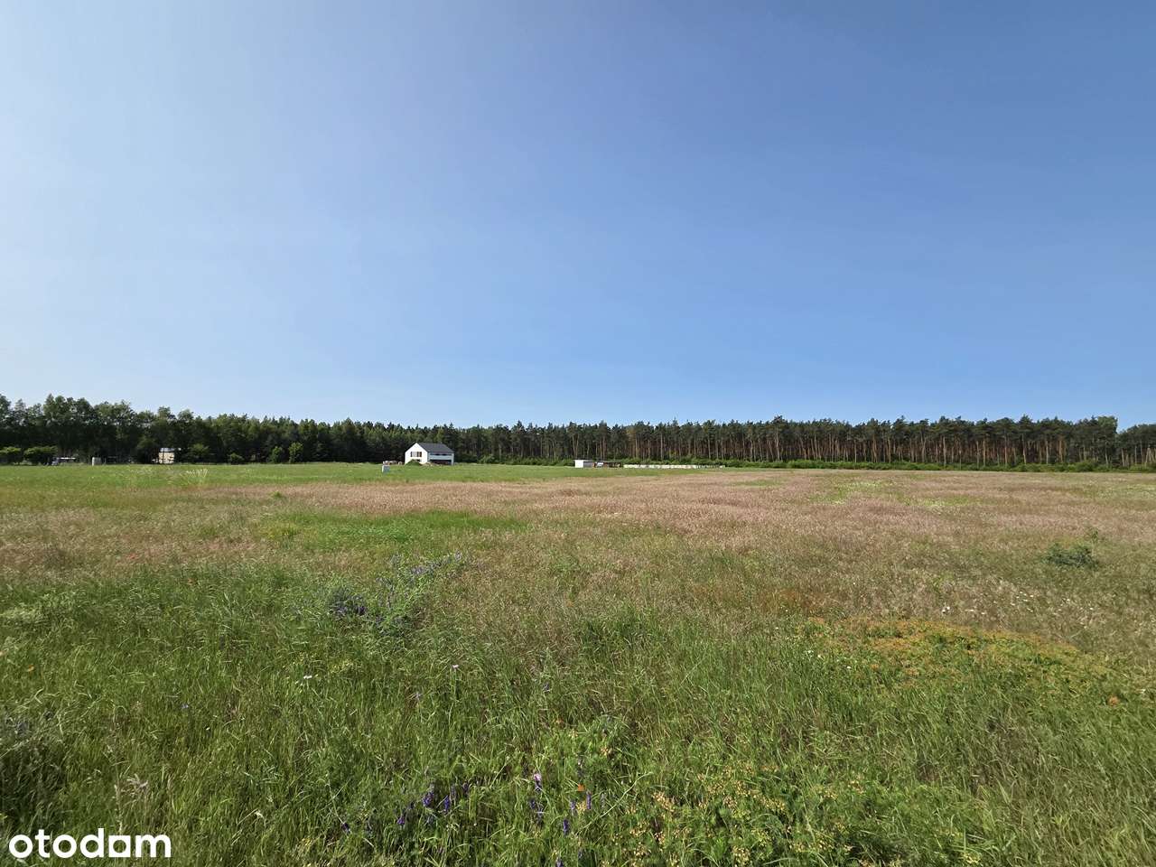 Kompleks działek w okolicy Jeziora Jankowskiego - Pełny obrazek: 2/12