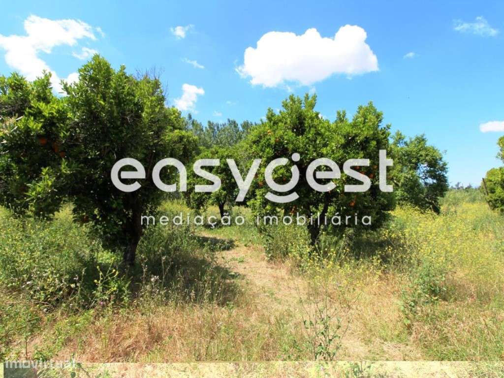 Terreno para construção em Anadia - Grande imagem: 4/18