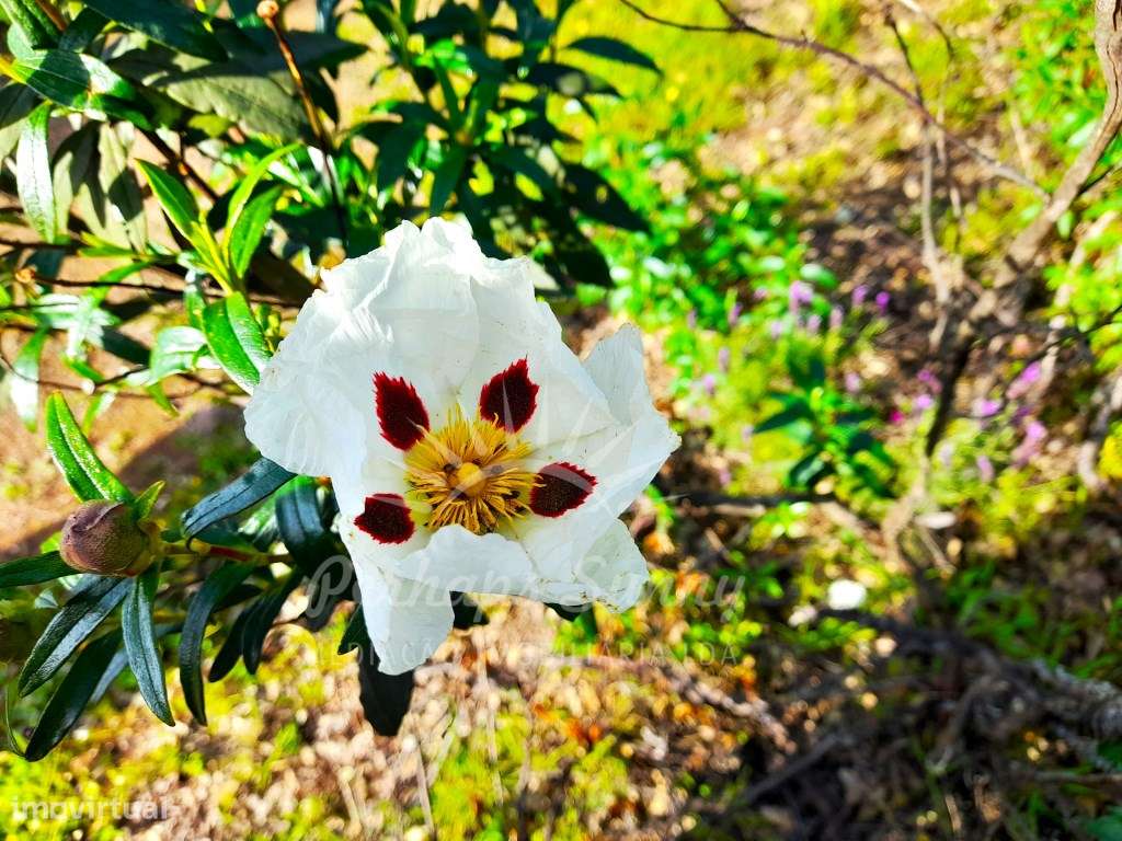 Terreno Rústico Grândola - Grande imagem: 5/25