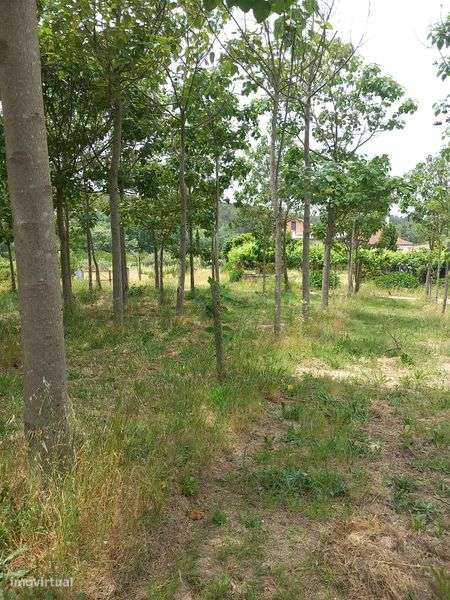 Vendo Ruina e terreno - Grande imagem: 5/8