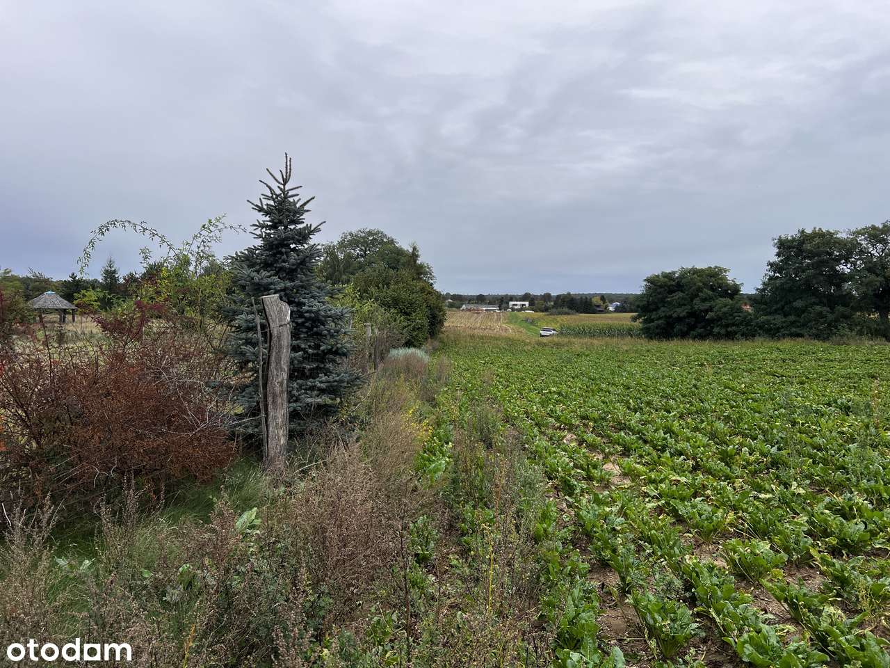 1h grunt pod zabudowę rezydencjonalną Wielkopolski Park Narodowy - Pełny obrazek: 5/20