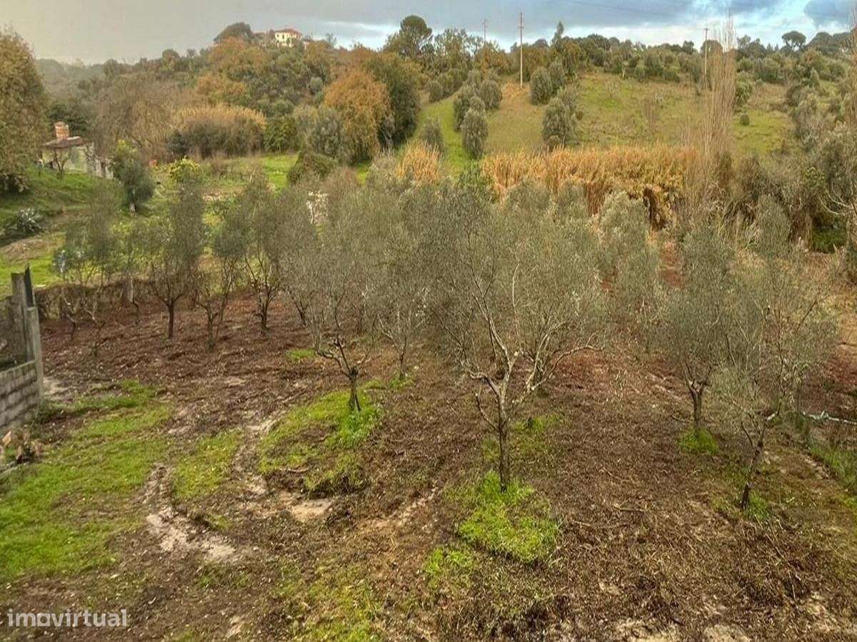 O Seu Refúgio de Sonho com Riacho e Olival a 15min de Torres Novas - Grande imagem: 4/11